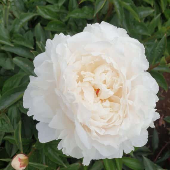 Yang Fe Chu Yu (Lady After Shower)